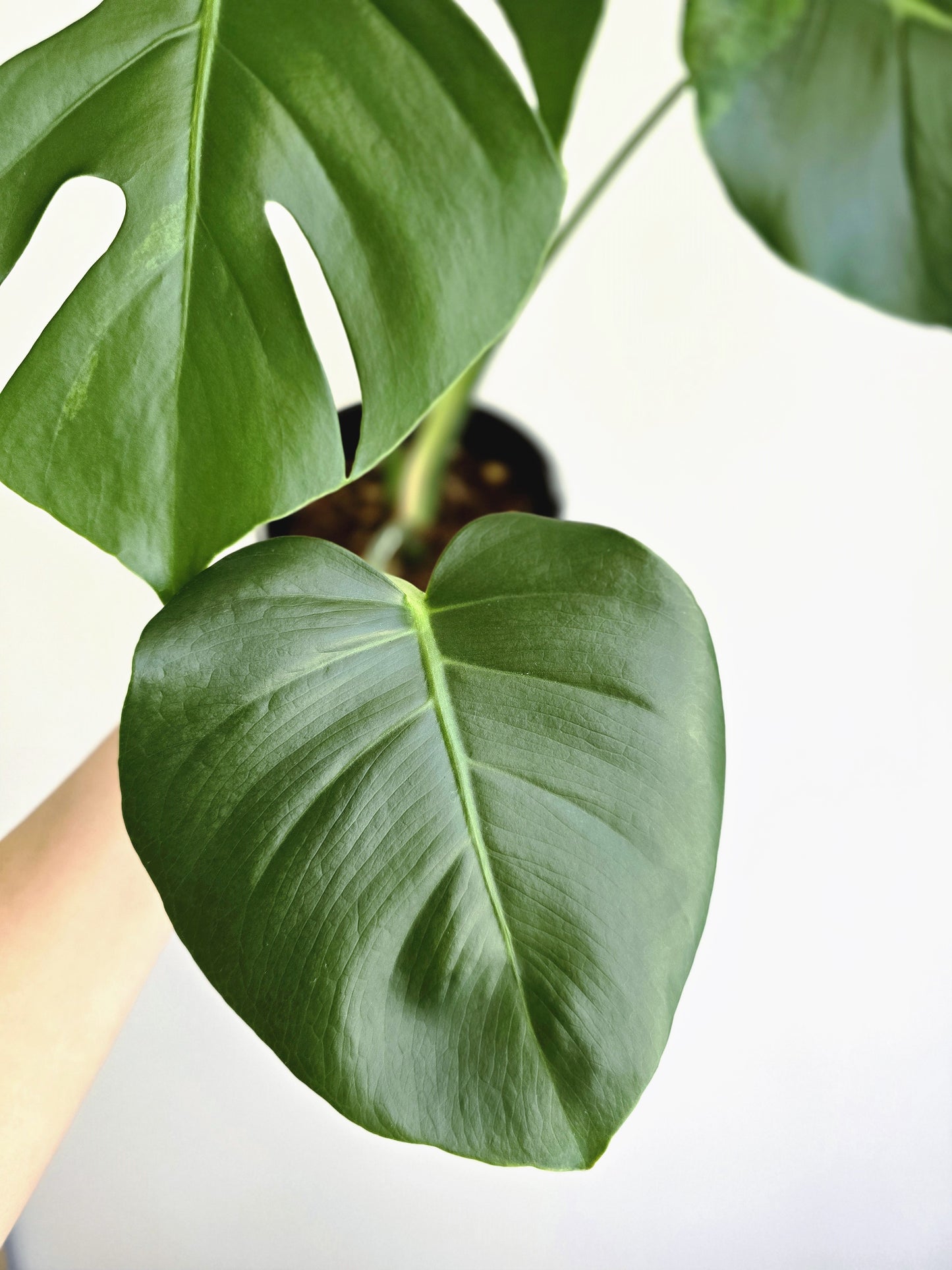 Monstera Deliciosa Sport Variegated 'Green on Green' - 165mm