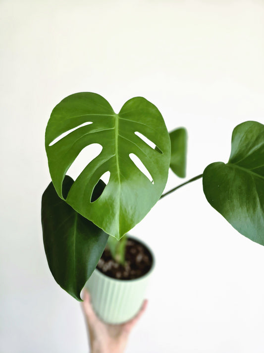 Monstera 'Deliciosa'