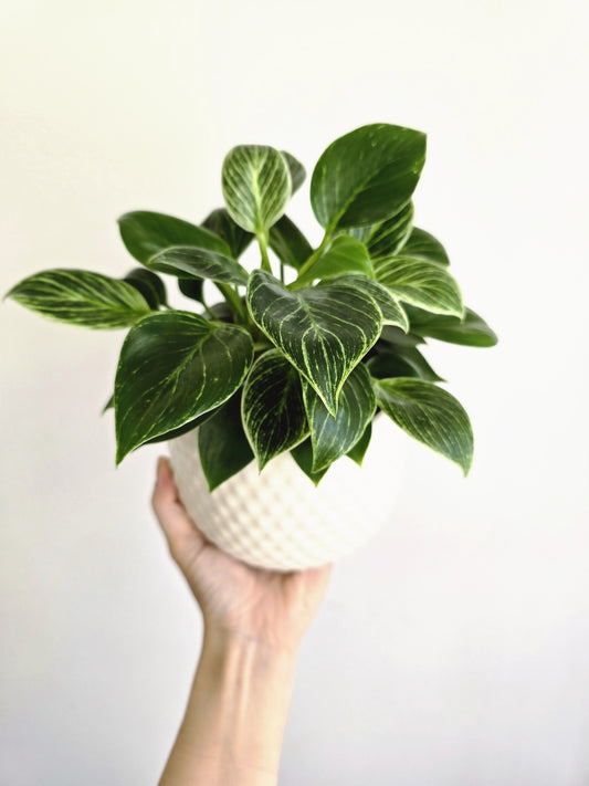 Philodendron 'Birkin' - 118mm