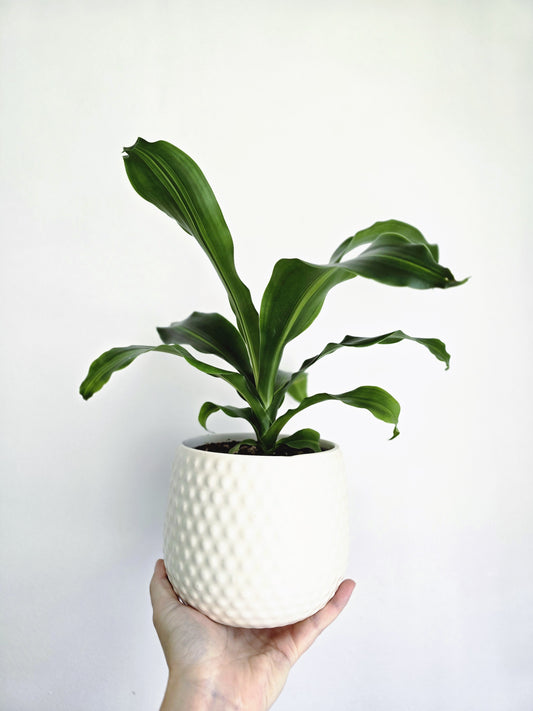 Dracaena Fragrans 'Massangeana' - 118mm