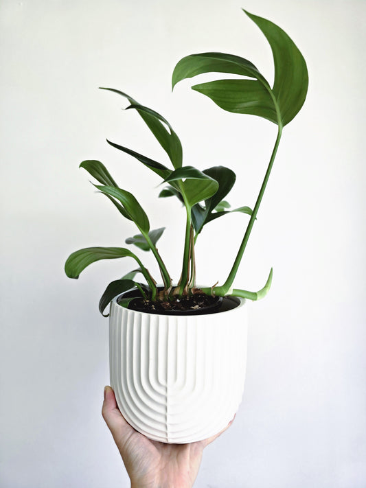 Rhaphidophora Decursiva 'Dragon Tail' - 140mm