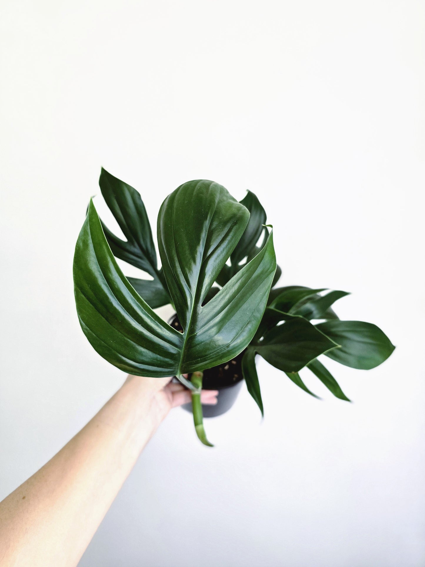 Rhaphidophora Decursiva 'Dragon Tail' - 140mm