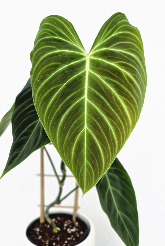 Philodendron 'Splendid' Ladder