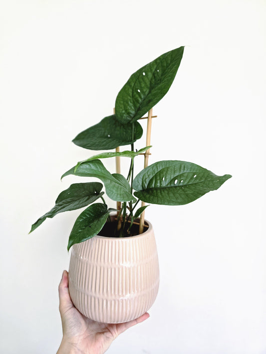 Amydrium Medium 'Mosaic Silver' Ladder - 125mm