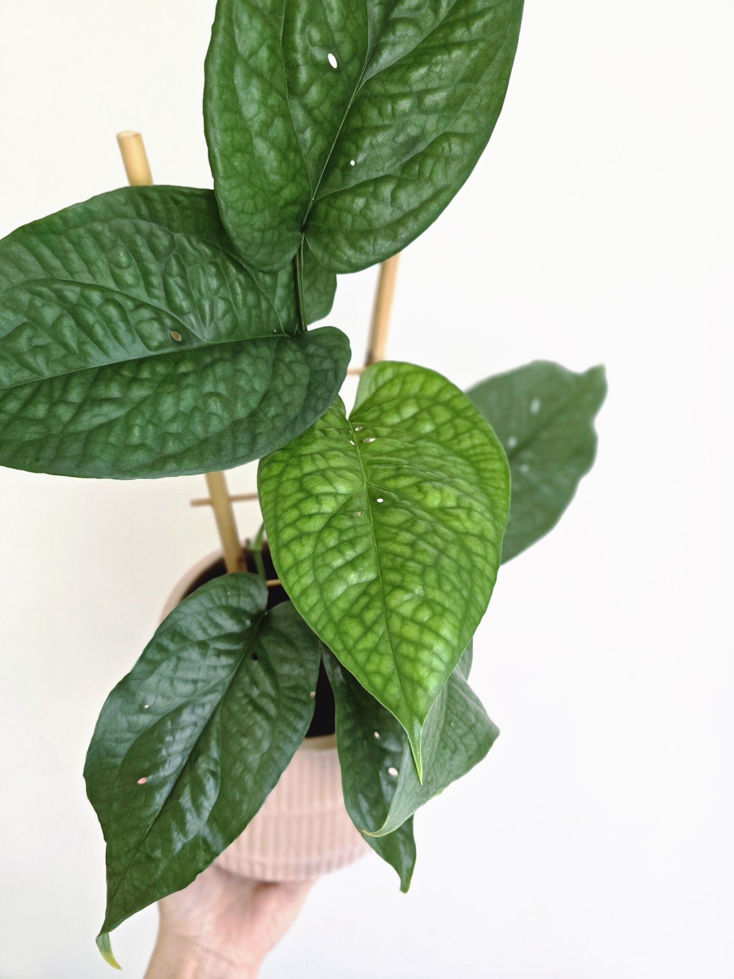 Amydrium Medium 'Mosaic Silver' Ladder - 125mm