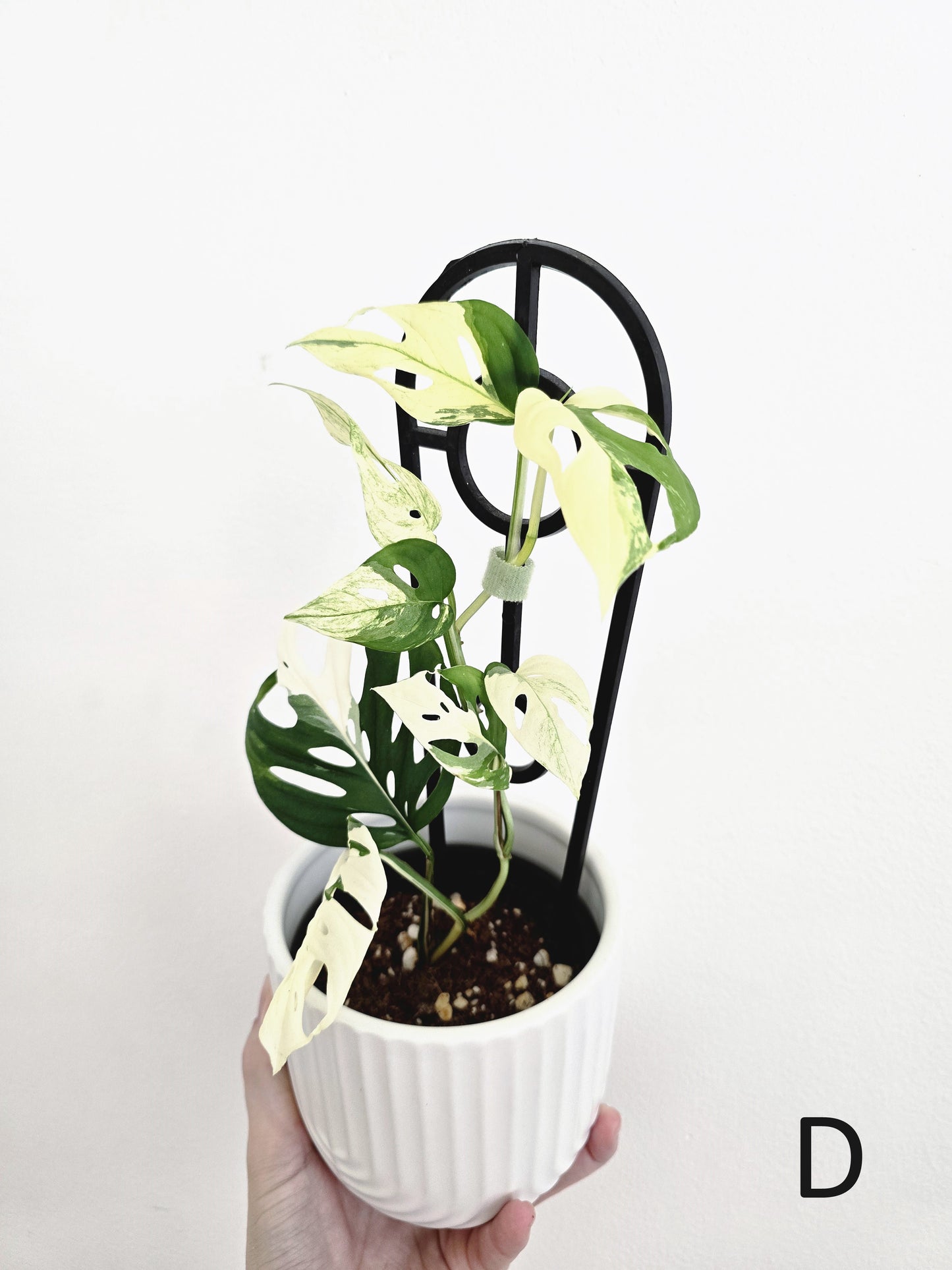 Monstera Adansonii 'Variegated' Ladder - 100mm