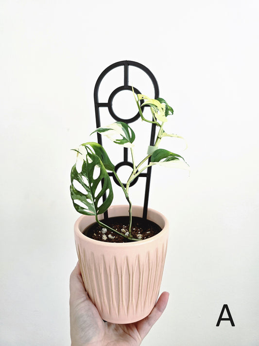 Monstera Adansonii 'Variegated' Ladder - 100mm
