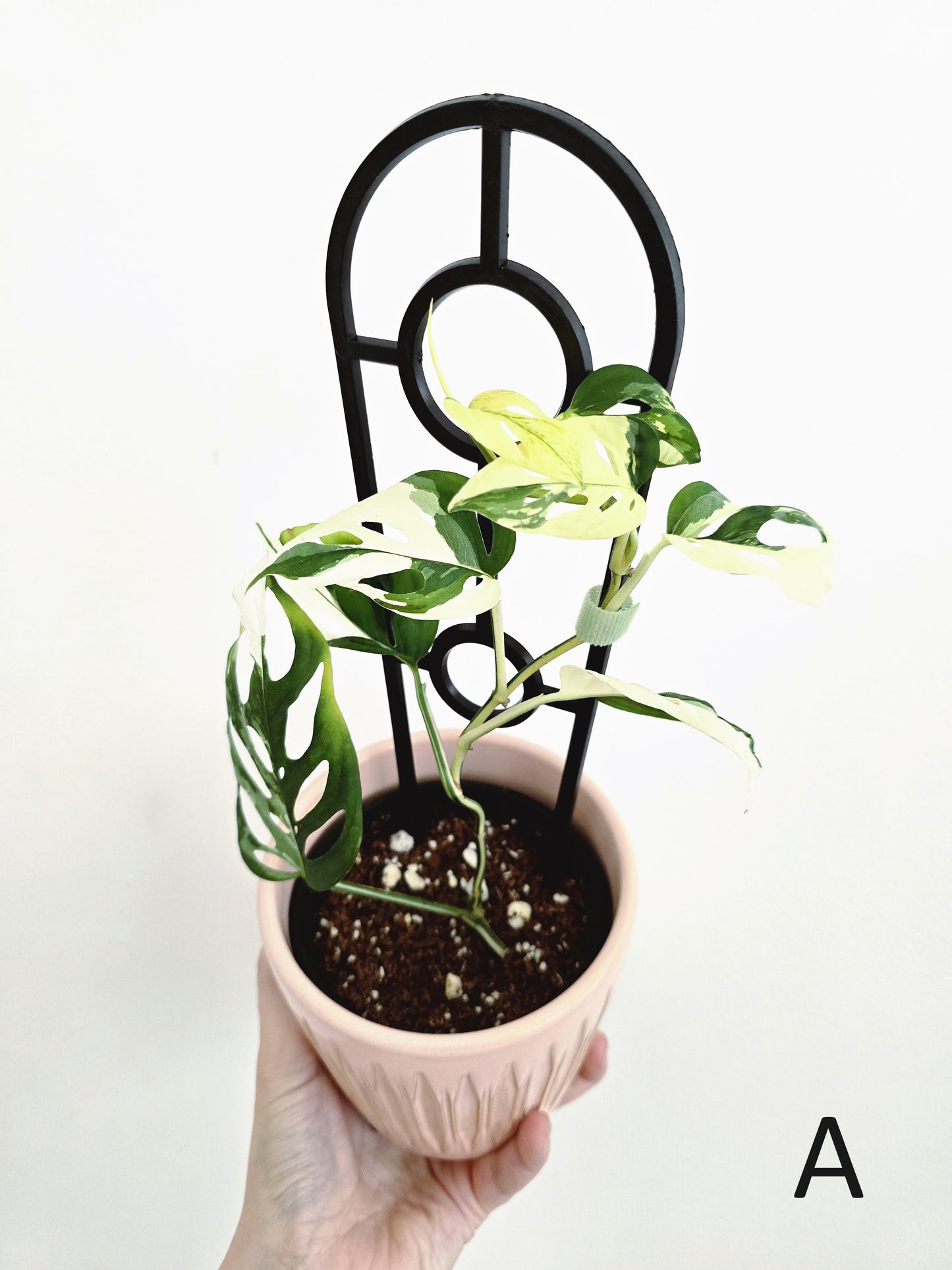 Monstera Adansonii 'Variegated' Ladder - 100mm