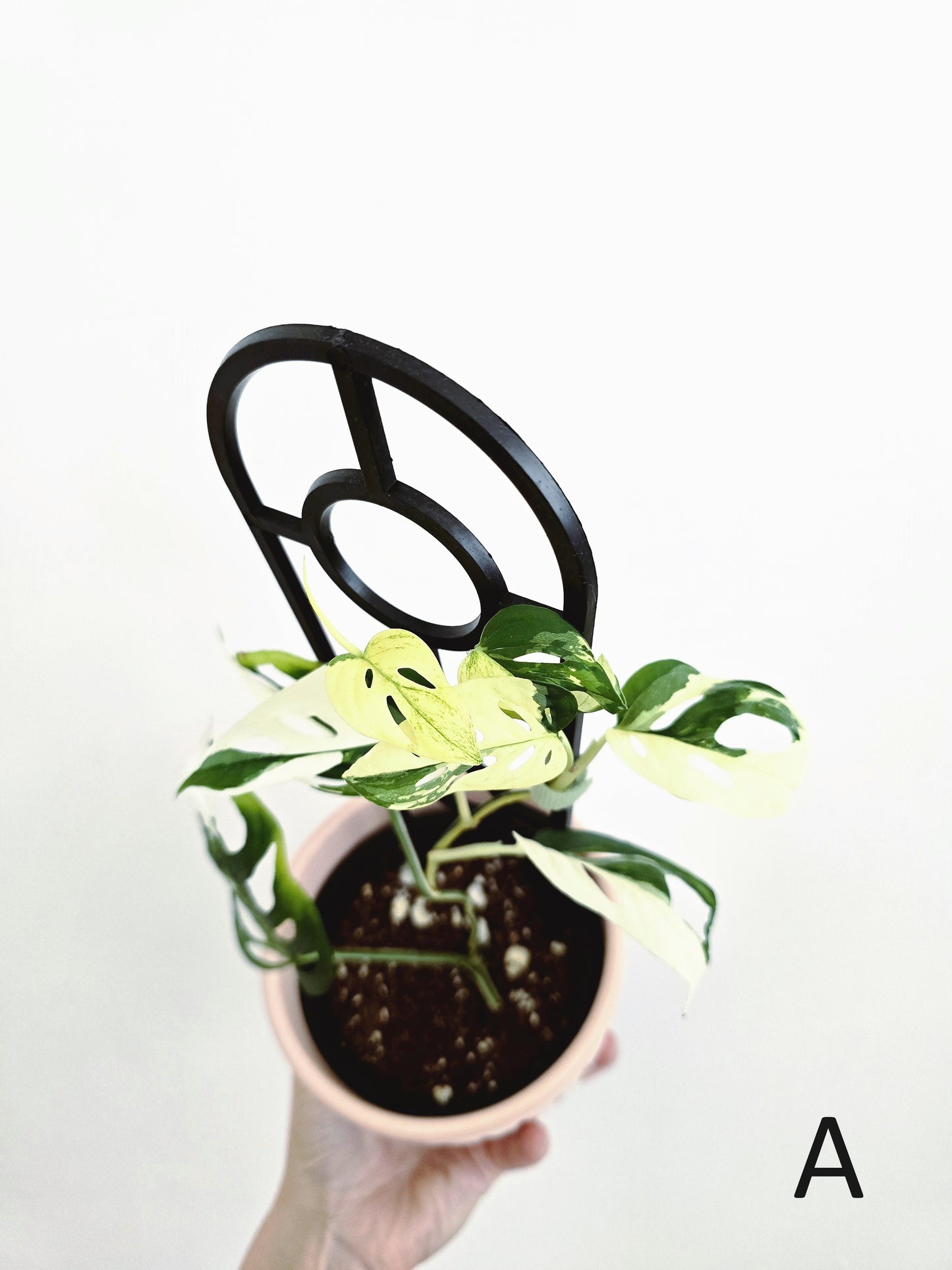 Monstera Adansonii 'Variegated' Ladder - 100mm