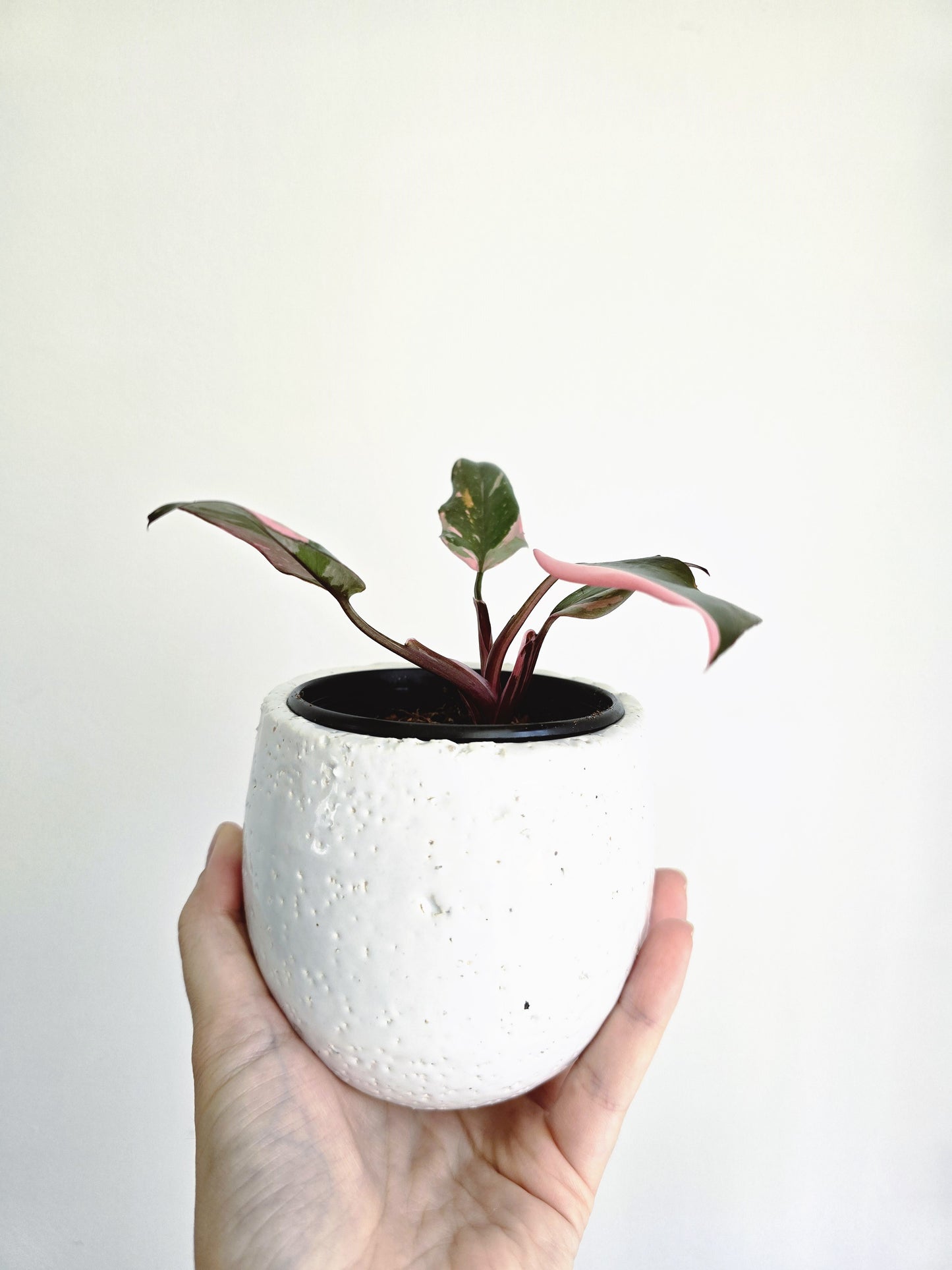 Philodendron Erubescens 'Pink Princess' - 80mm