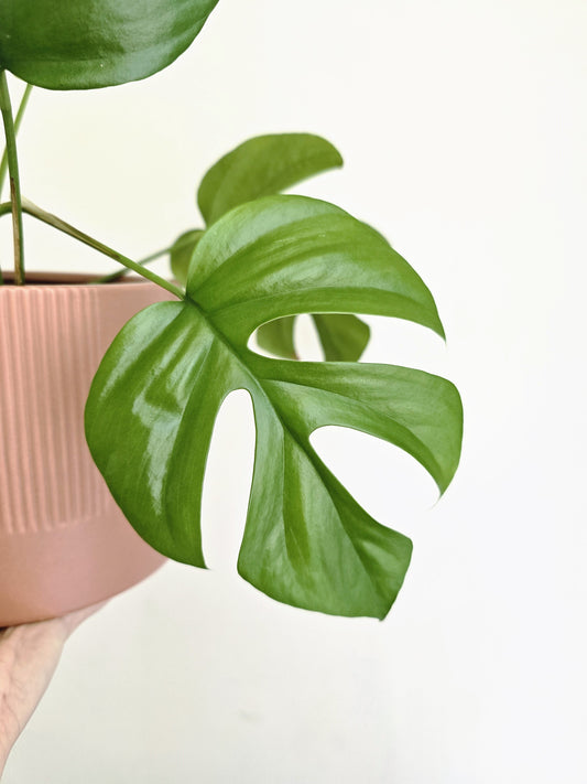 Rhaphidophora Tetrasperma 'Mini Monstera'