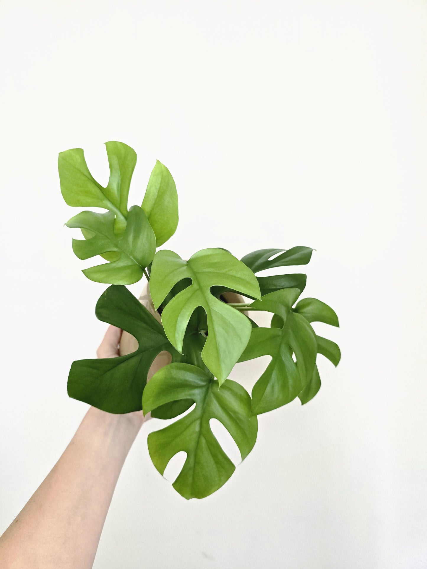 Rhaphidophora Tetrasperma 'Mini Monstera'
