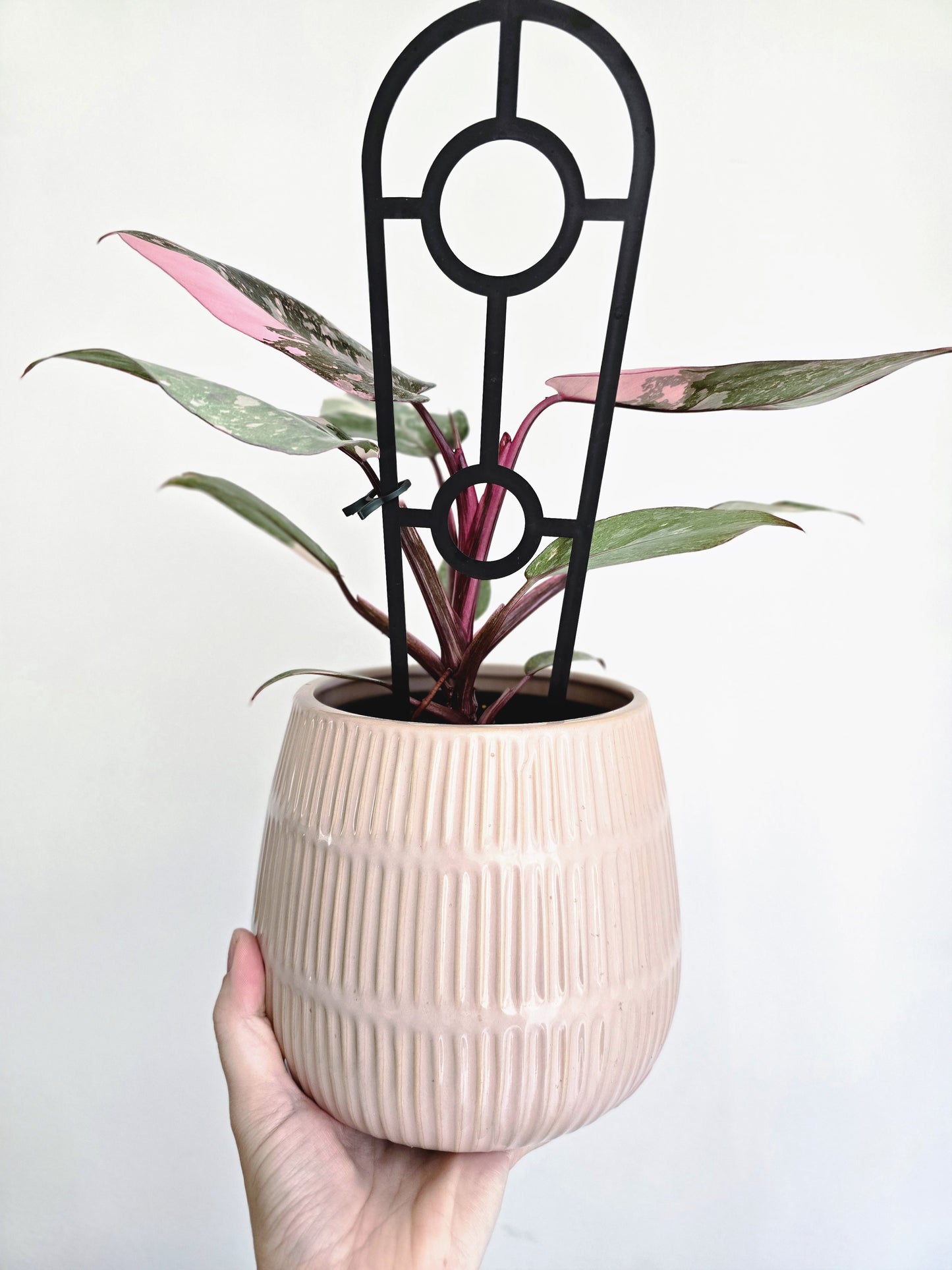 Philodendron Erubescens 'Pink Galaxy' - 125mm