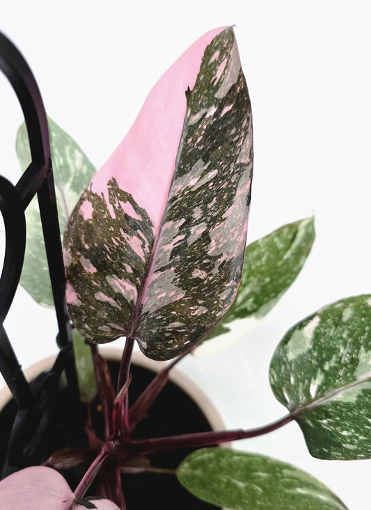 Philodendron Erubescens 'Pink Galaxy' - 125mm