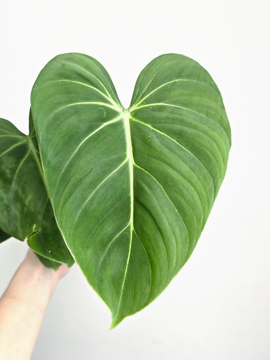 Philodendron 'Gloriosum' - 140mm