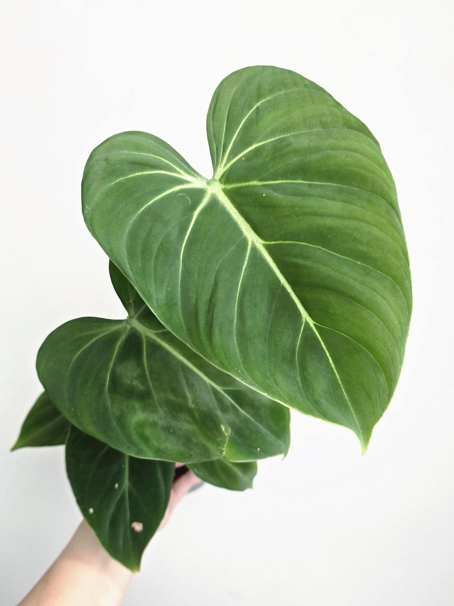 Philodendron 'Gloriosum' - 140mm