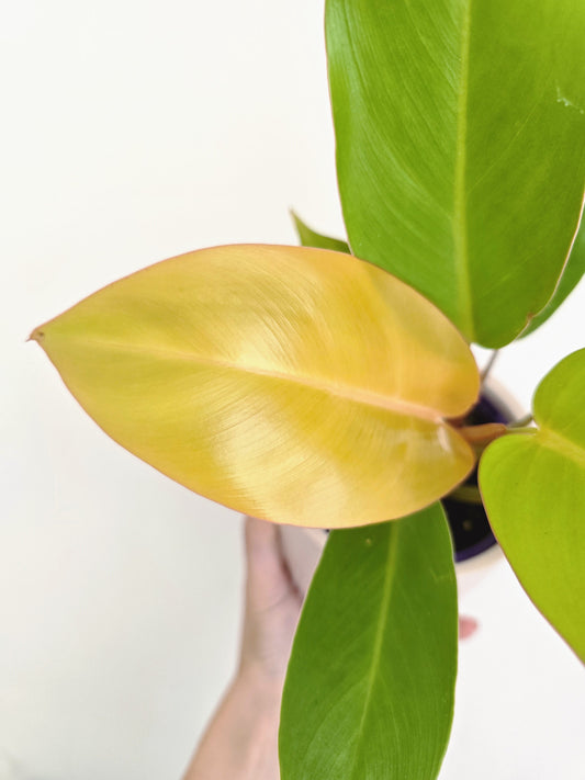 Philodendron Erubescens 'Prince of Orange' - 100mm