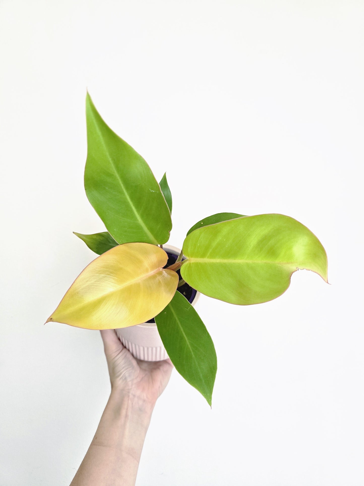 Philodendron Erubescens 'Prince of Orange' - 100mm