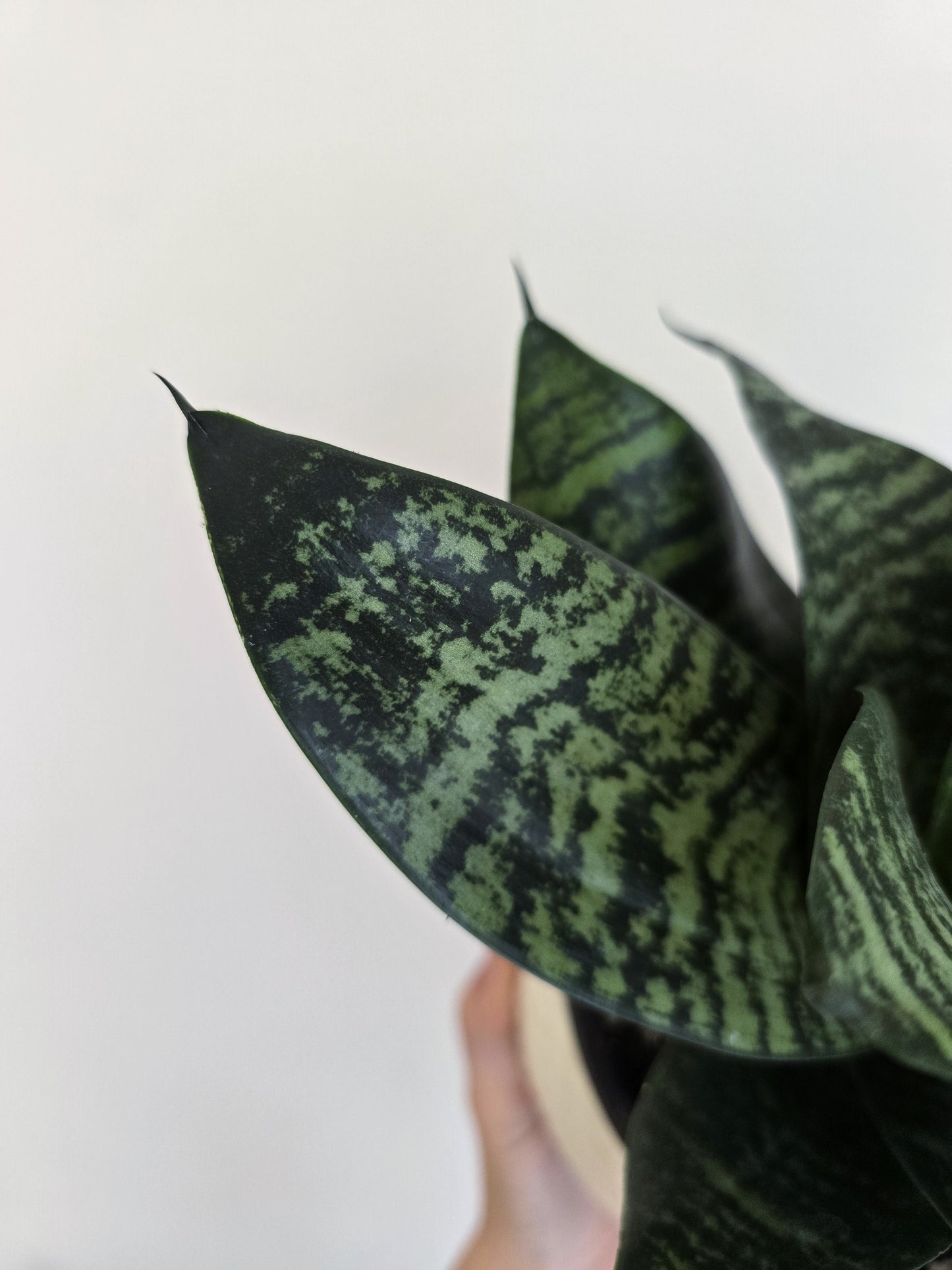 Sansevieria Trifasciata 'Hahnii' - 130mm