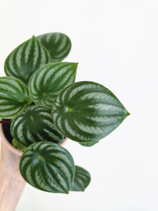 Peperomia Argyreia 'Watermelon' - 100mm