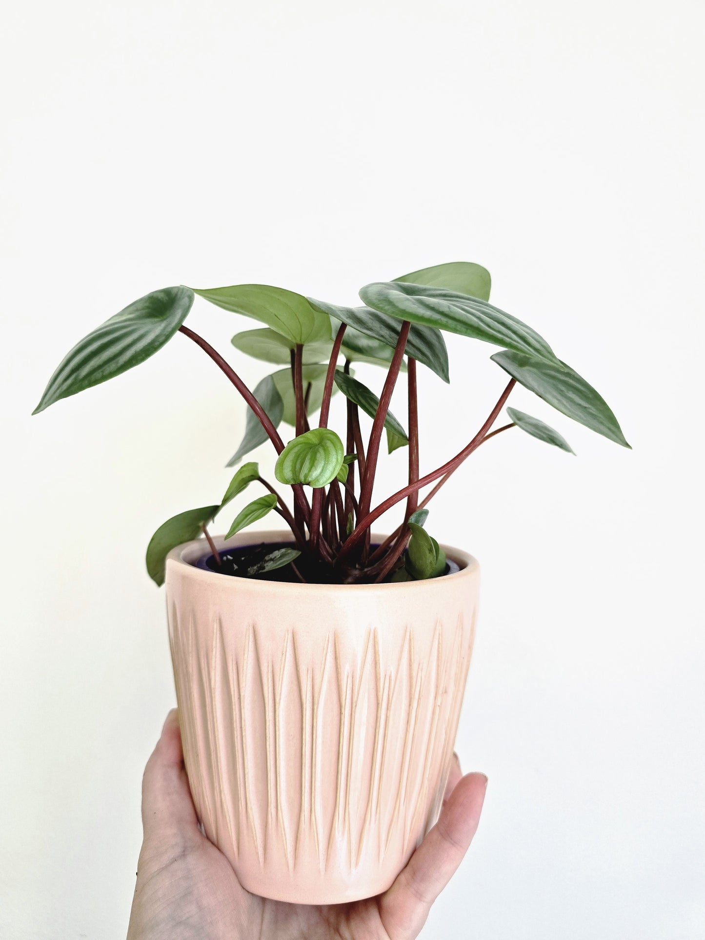 Peperomia Argyreia 'Watermelon' - 100mm