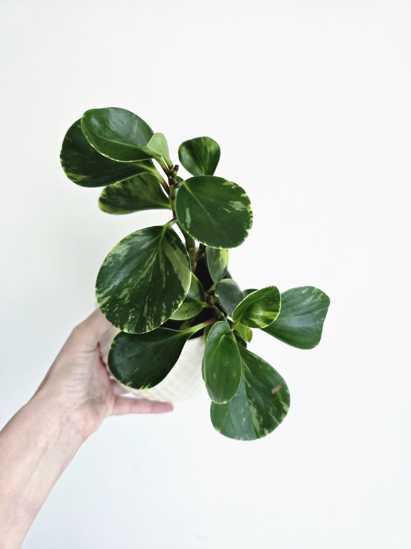 Peperomia Obtusifolia 'Marble' - 118mm