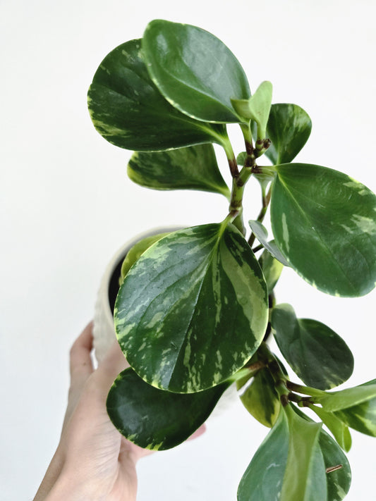 Peperomia Obtusifolia 'Marble' - 118mm