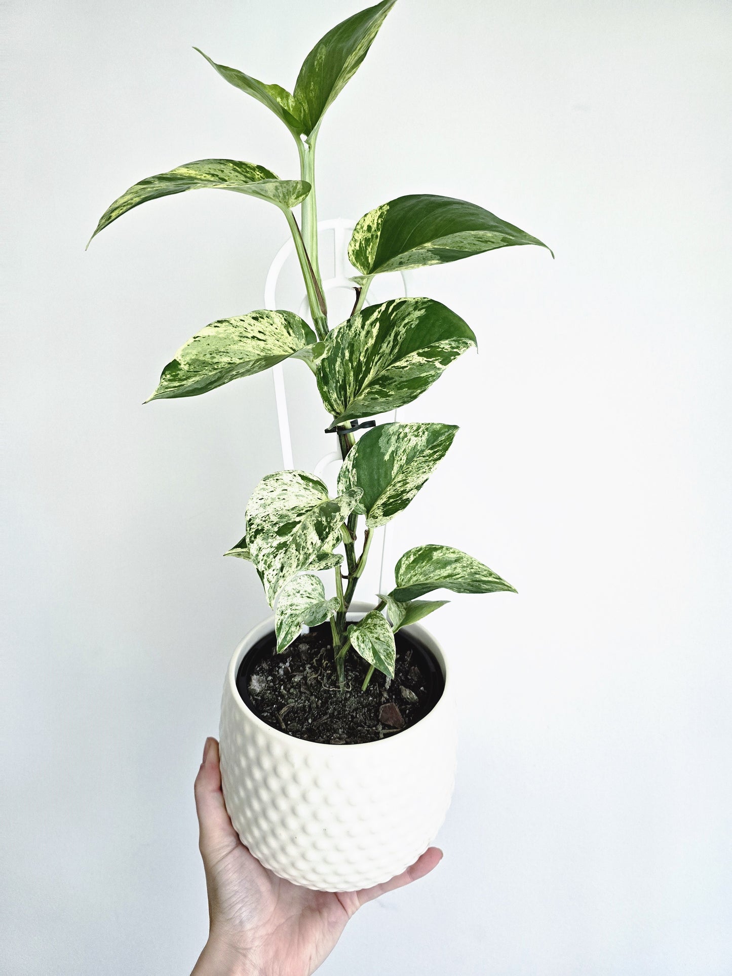 Epipremnum Aureum 'Marble Queen' Ladder - 118mm