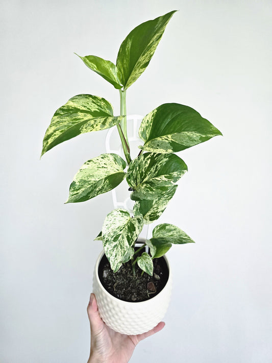 Epipremnum Aureum 'Marble Queen' Ladder - 118mm