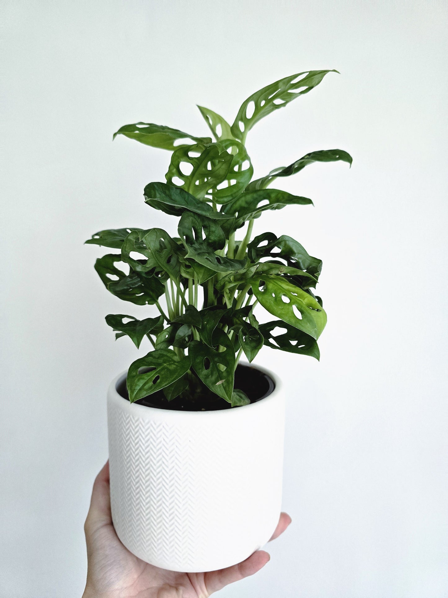 Monstera Adansonii 'Monkey Mask' - 118mm