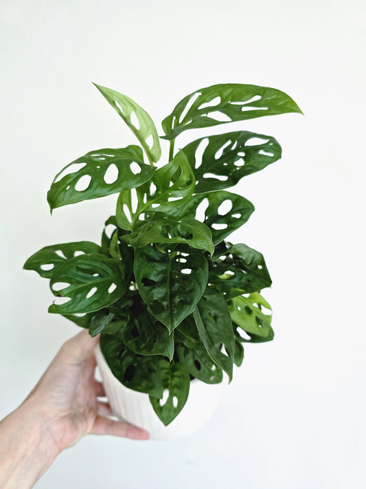 Monstera Adansonii 'Monkey Mask' - 118mm