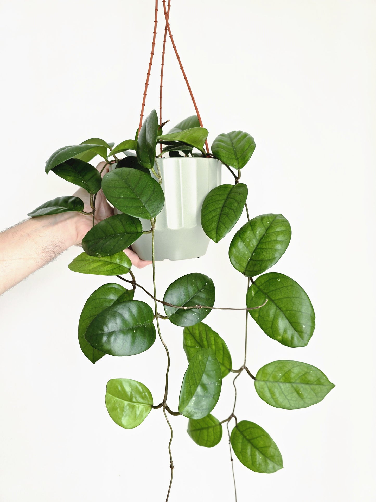 Hoya 'Fungii' Hanging Basket - 140mm