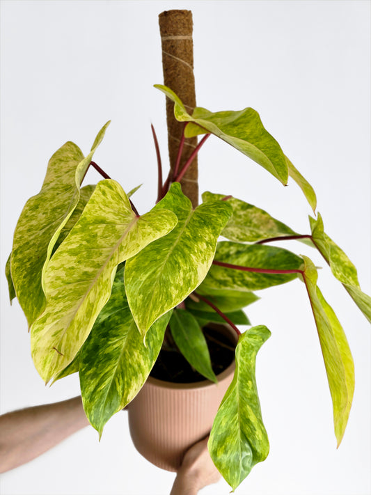 Philodendron Erubescens 'Painted Lady' Totem - 200mm