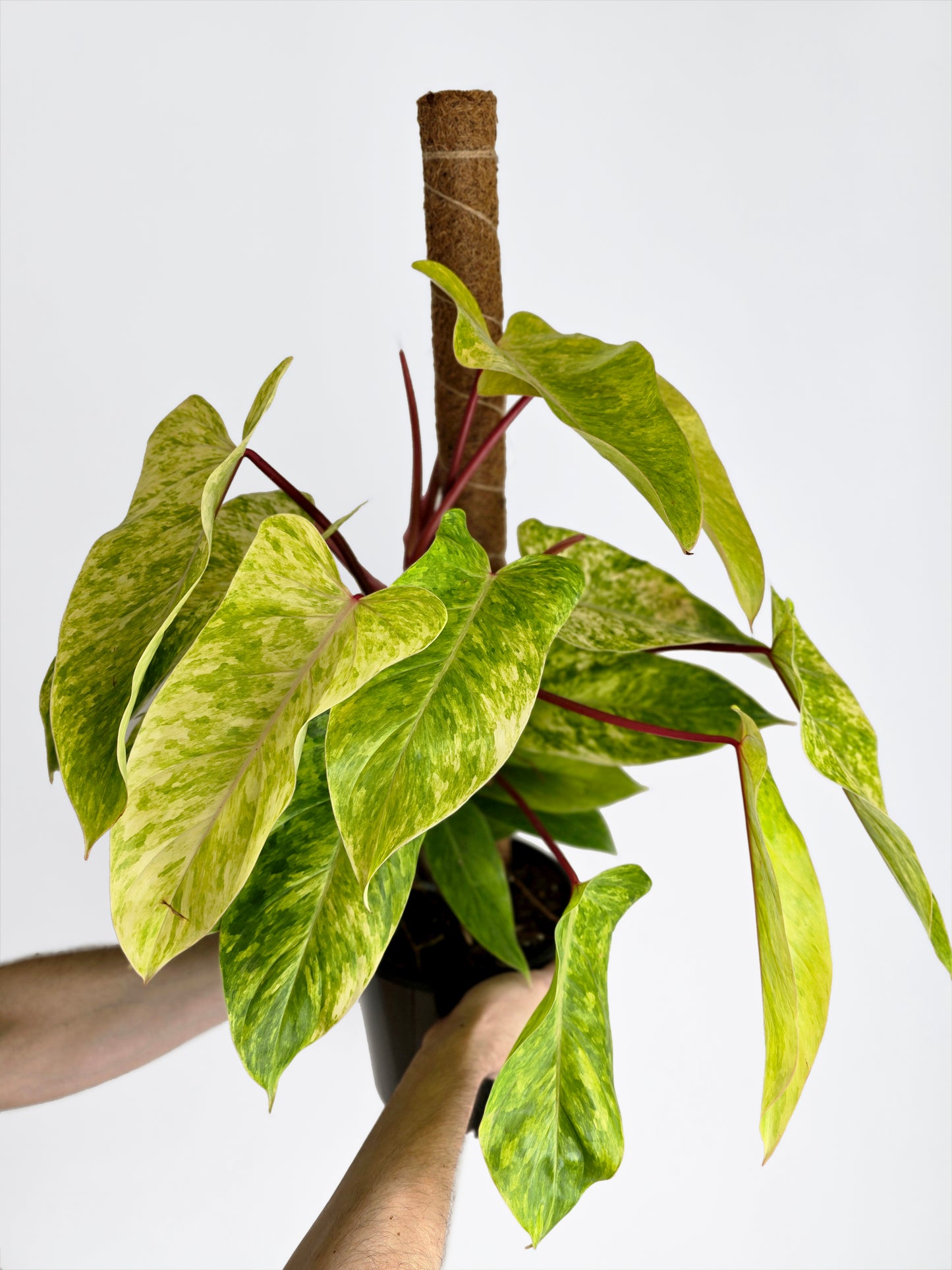 Philodendron Erubescens 'Painted Lady' Totem - 200mm