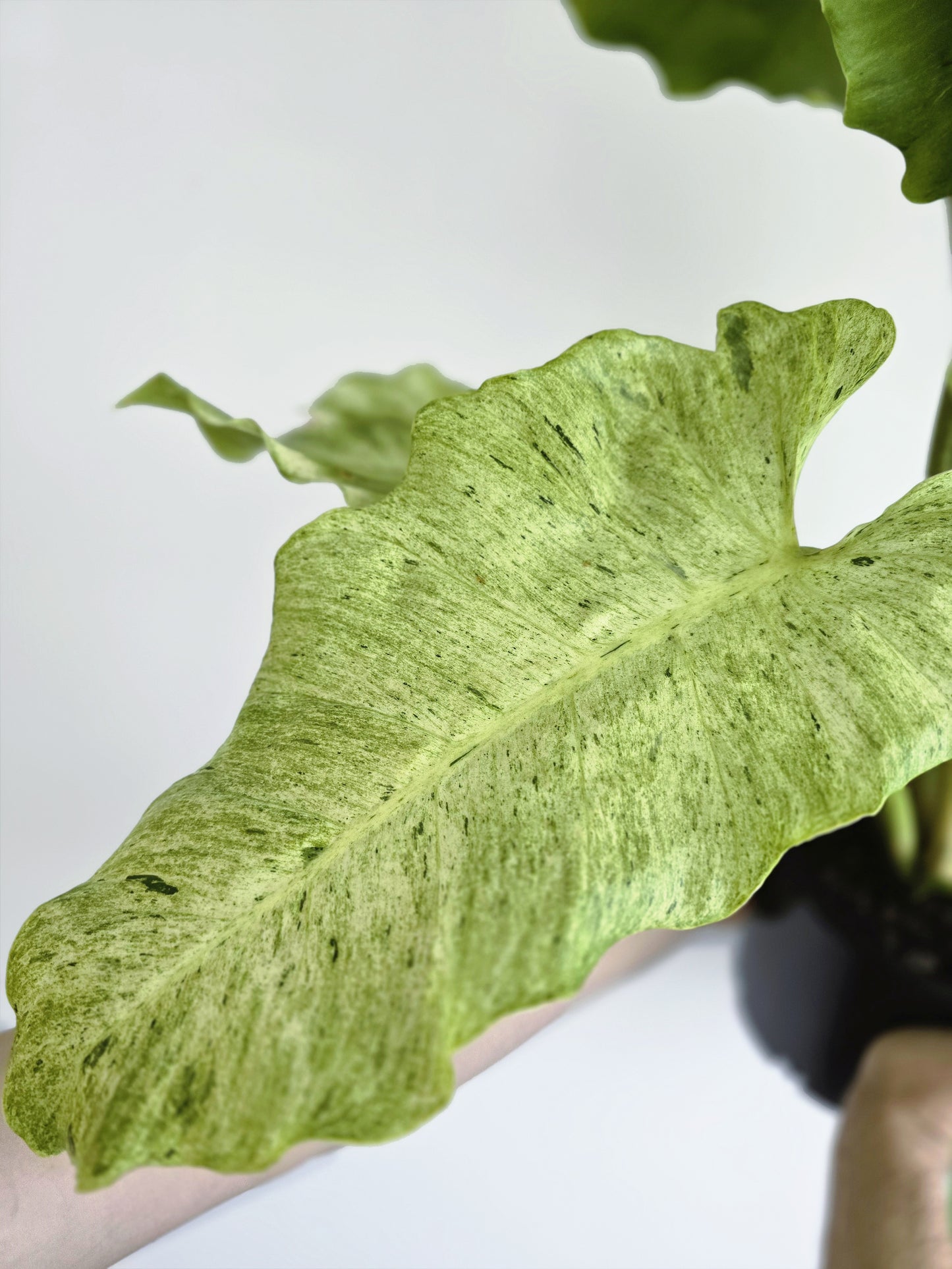 Philodendron Pinnatifidum 'Snowdrift' Totem - 200mm