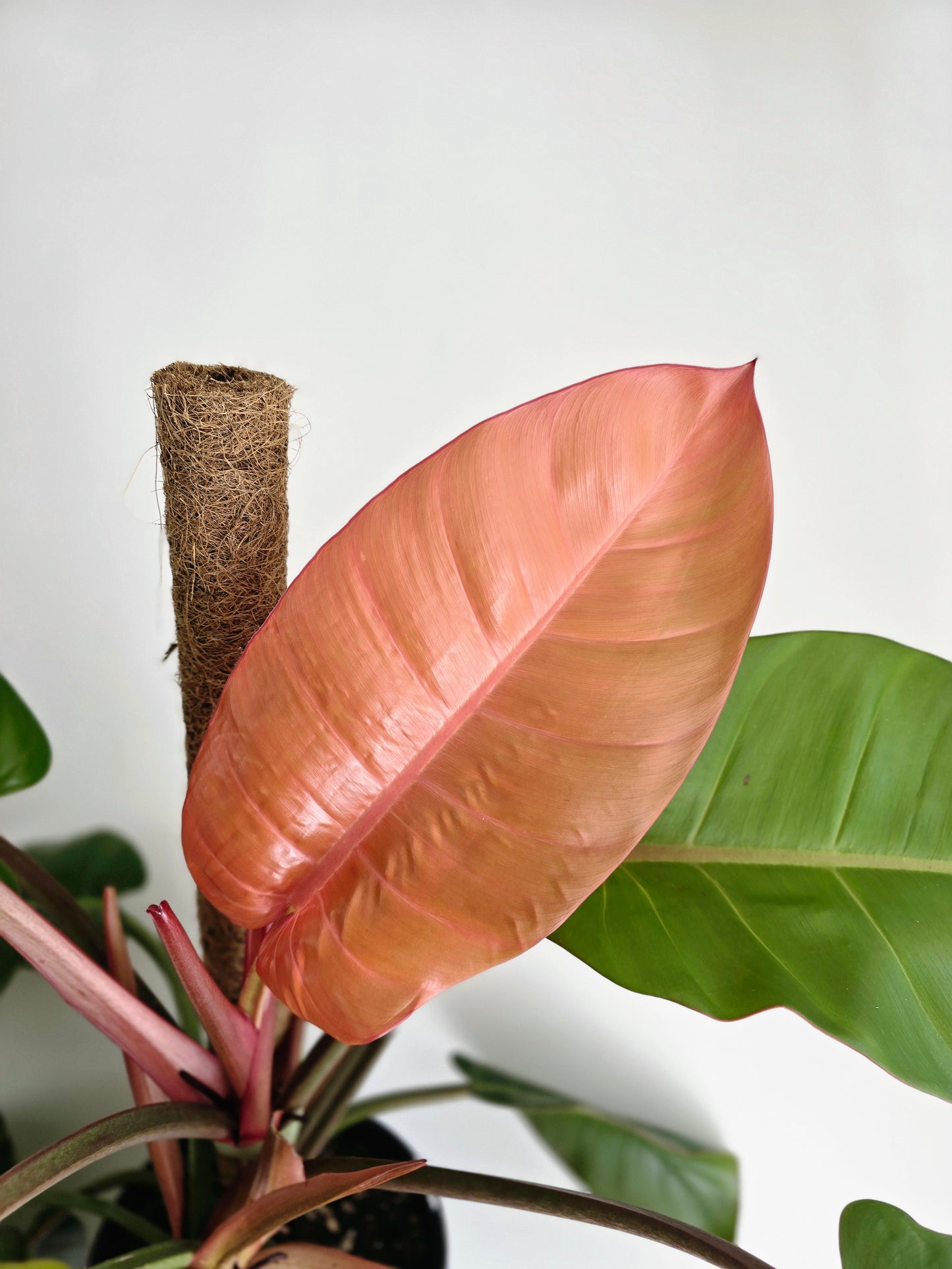 Philodendron 'Prince of Orange' Totem - 180mm