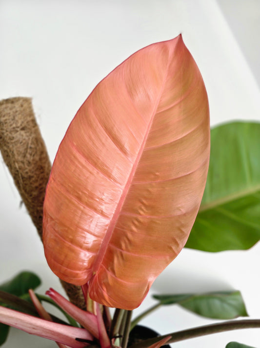 Philodendron 'Prince of Orange' Totem - 180mm
