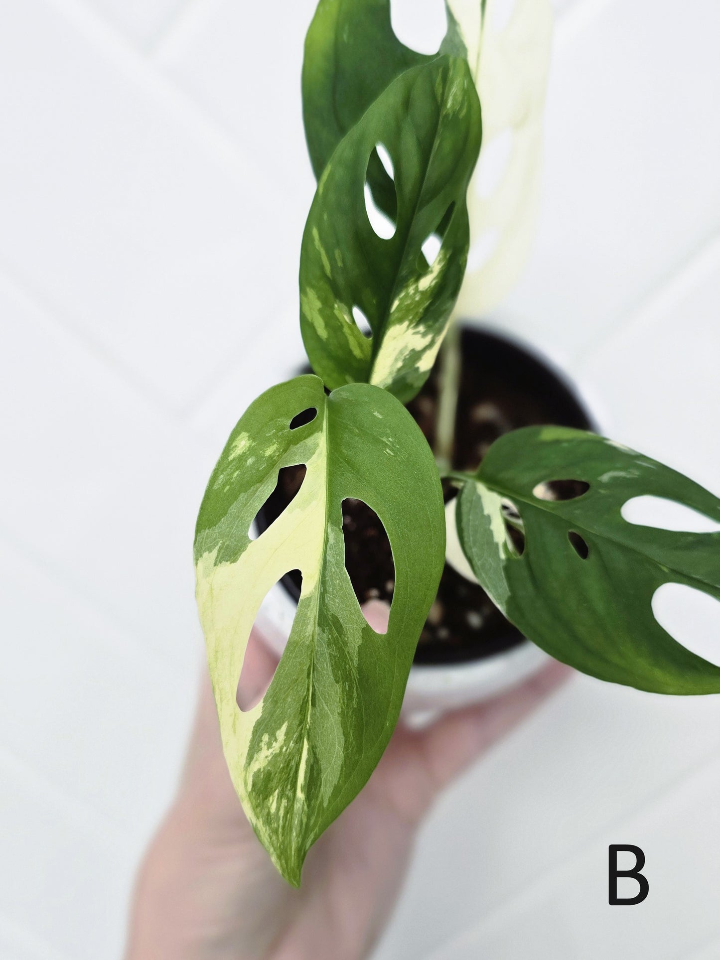 Monstera Adansonii 'Variegated' - 80mm