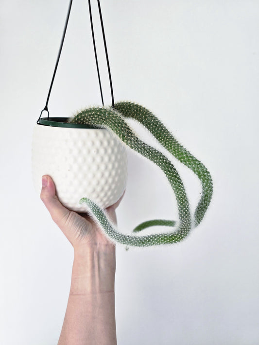 Hildewintera Colademononis 'Monkeys Tail' Cactus - 130mm