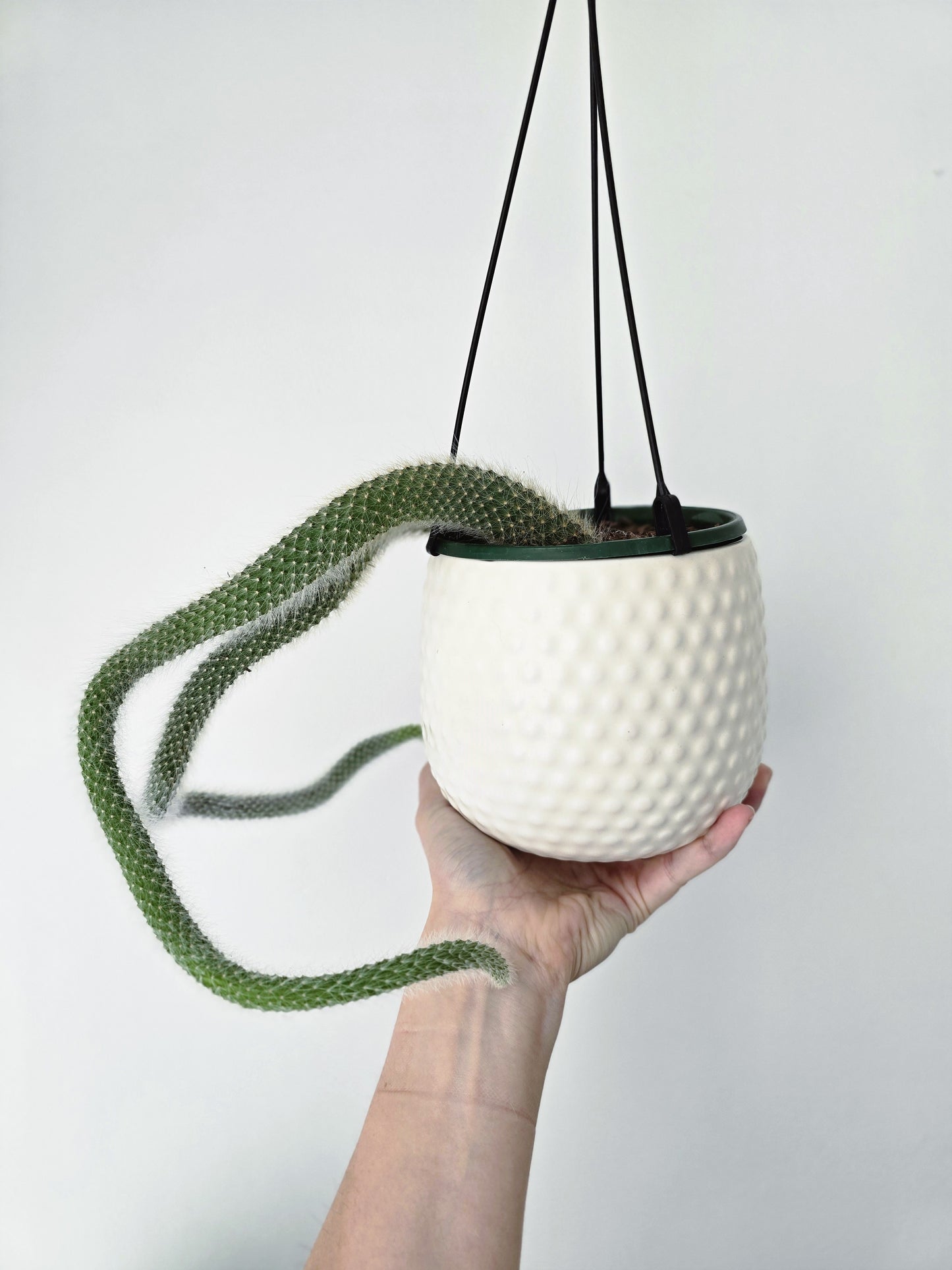 Hildewintera Colademononis 'Monkeys Tail' Cactus - 130mm