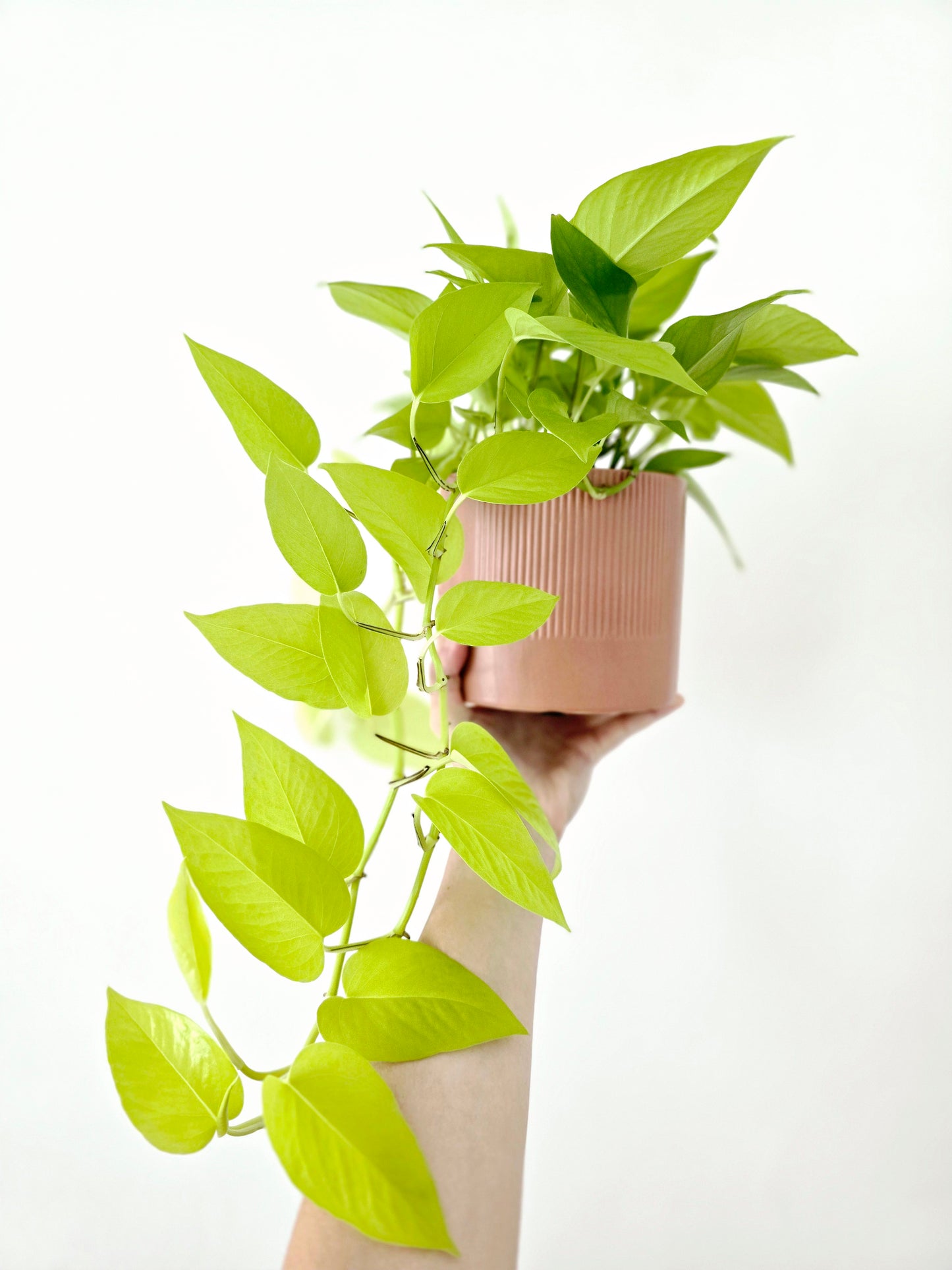 Epipremnum Aureum 'Goldilocks' - 130mm