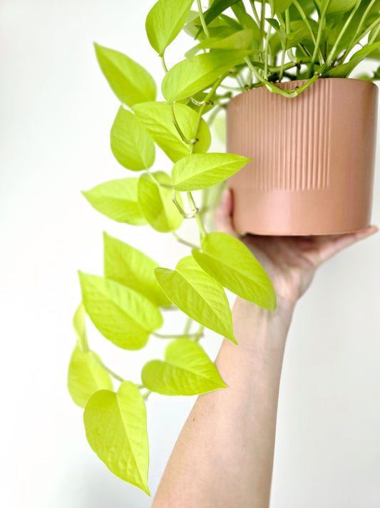 Epipremnum Aureum 'Goldilocks' - 130mm