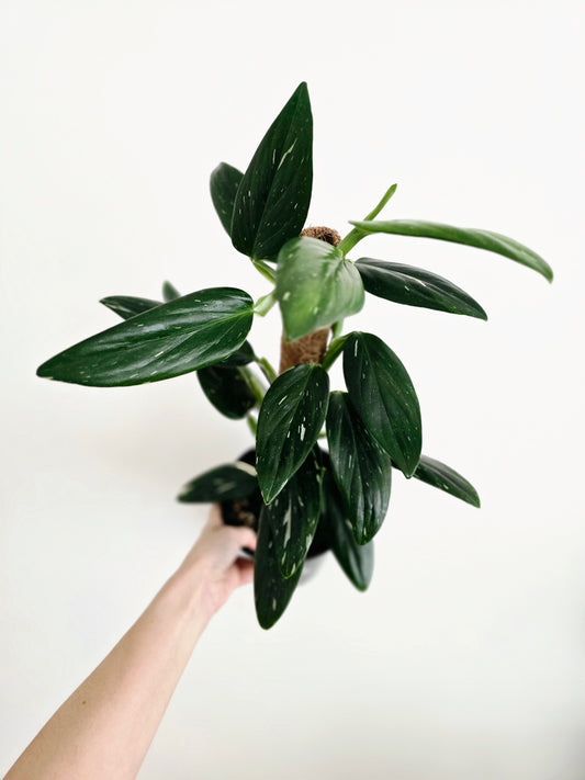 Monstera 'Standleyana' Variegata Totem - 150mm