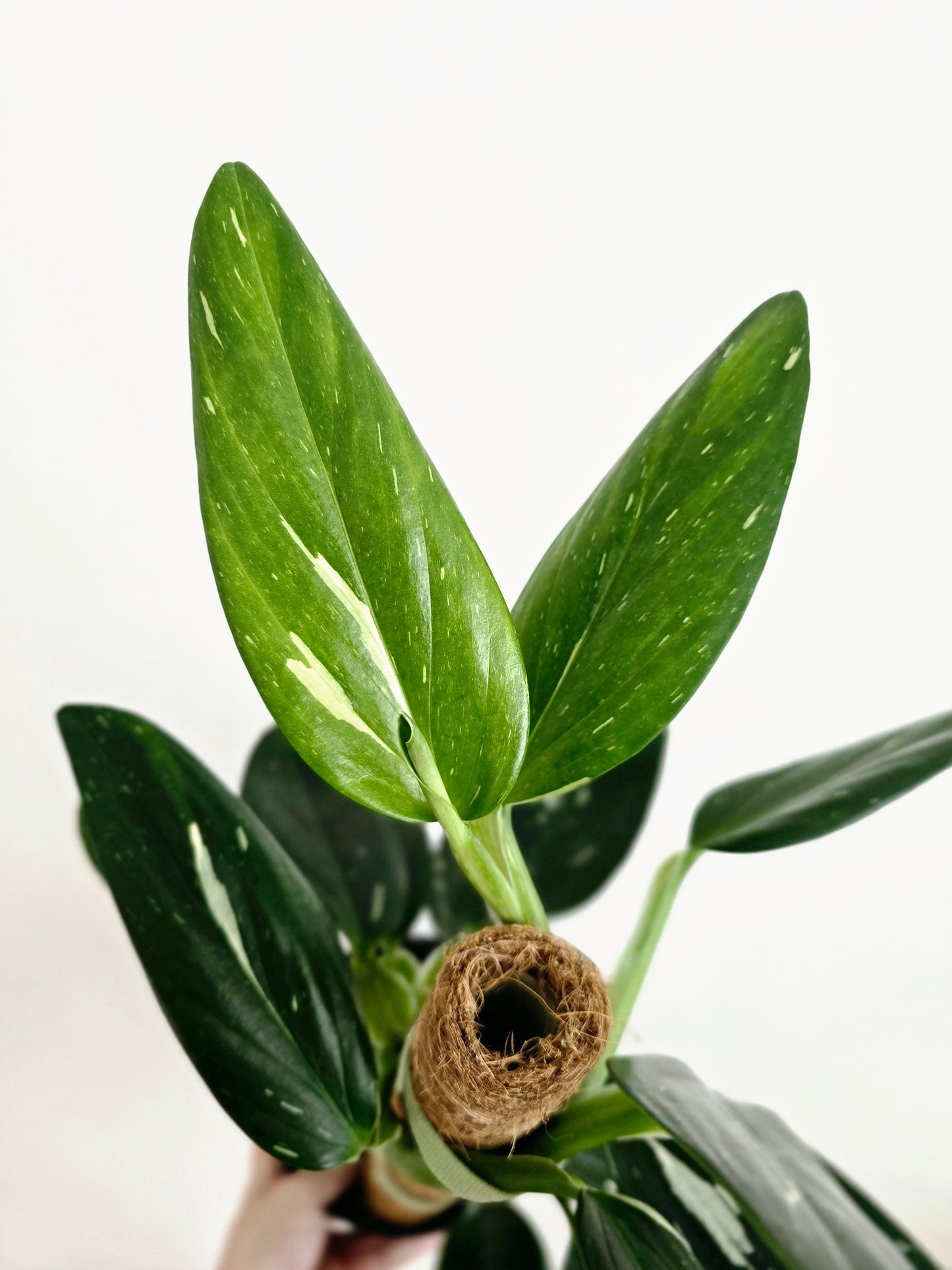 Monstera 'Standleyana' Variegata Totem - 150mm