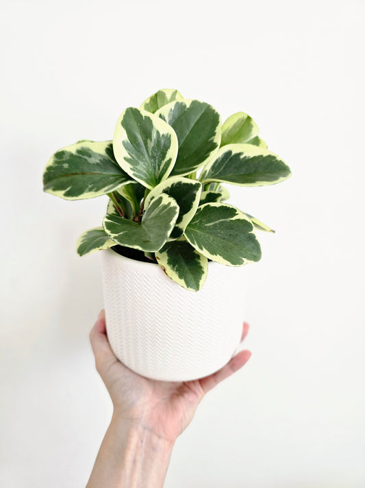 Peperomia Obtusifolia 'Variegata' - 118mm