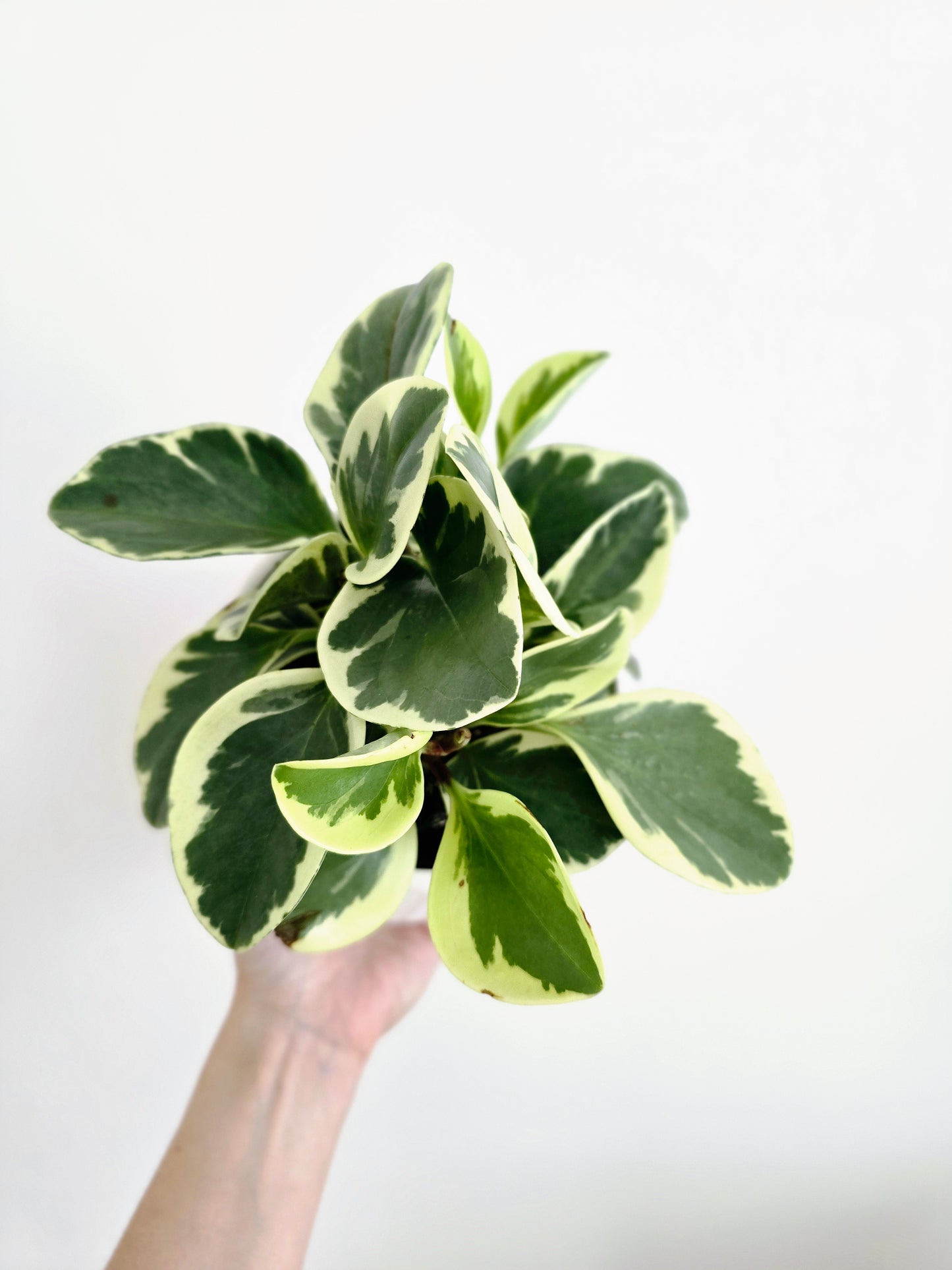 Peperomia Obtusifolia 'Variegata' - 118mm