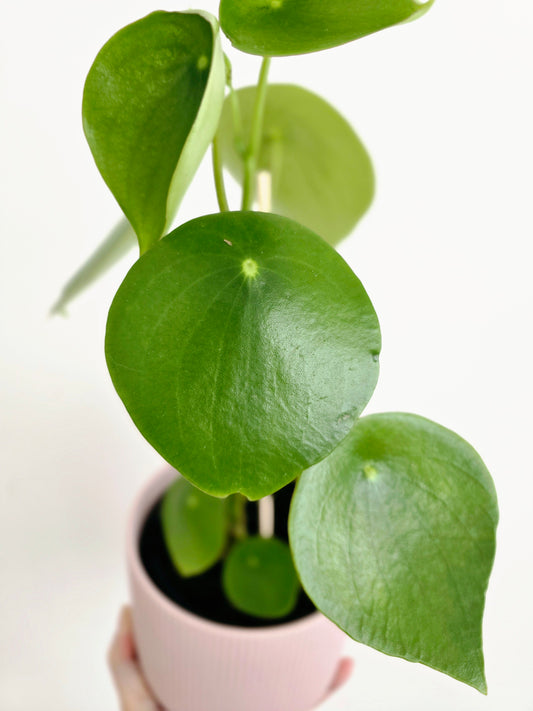 Peperomia Polybotrya 'Raindrop' - 118mm