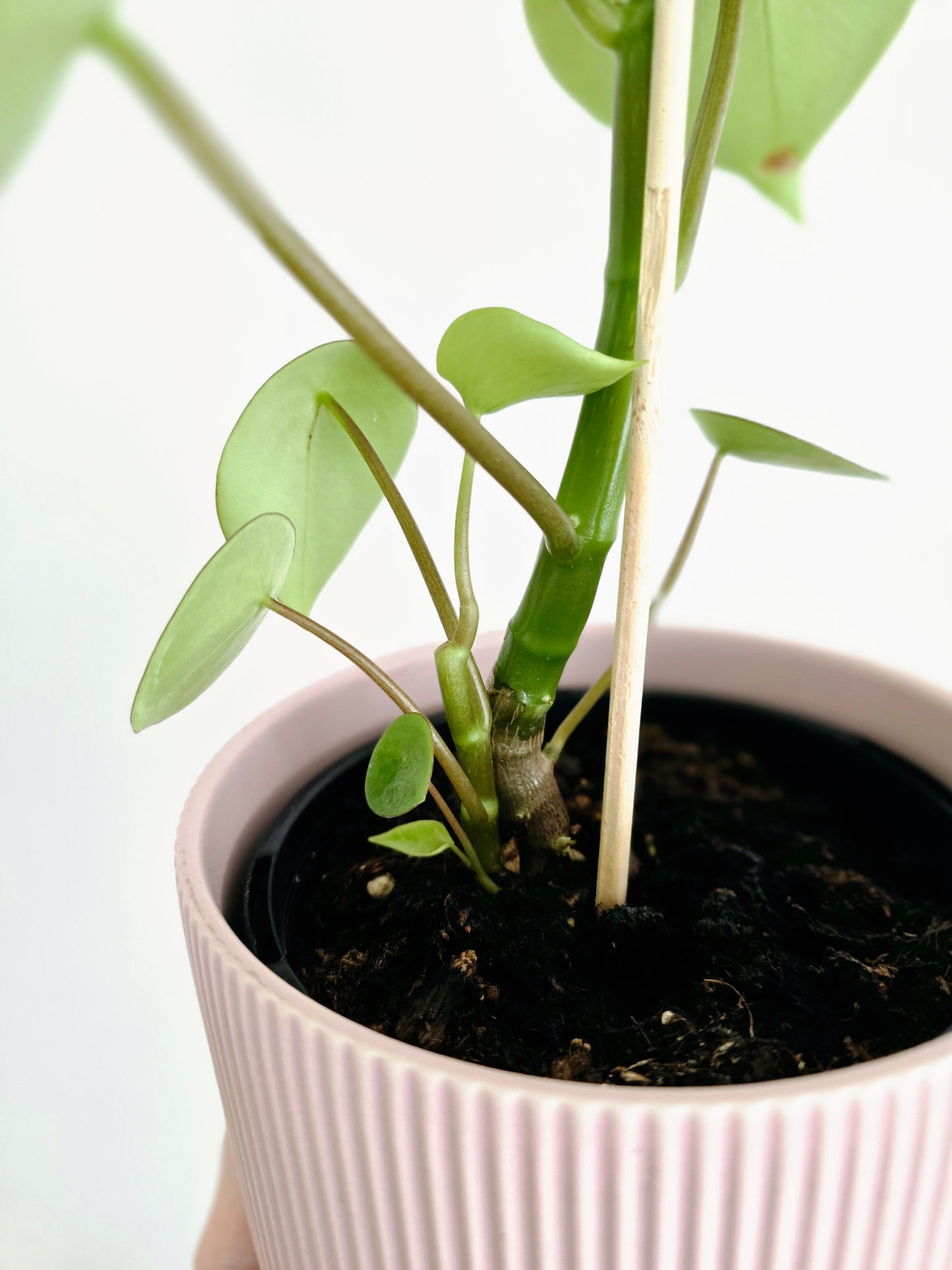 Peperomia Polybotrya 'Raindrop' - 118mm
