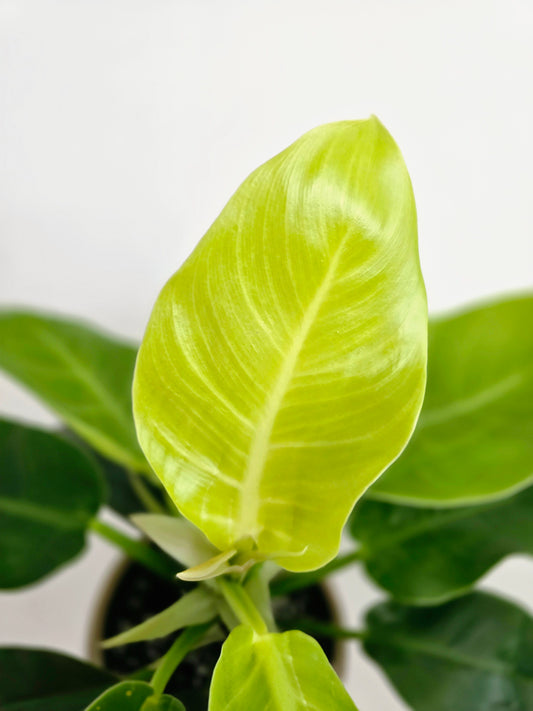 Philodendron 'Moonlight' - 125mm