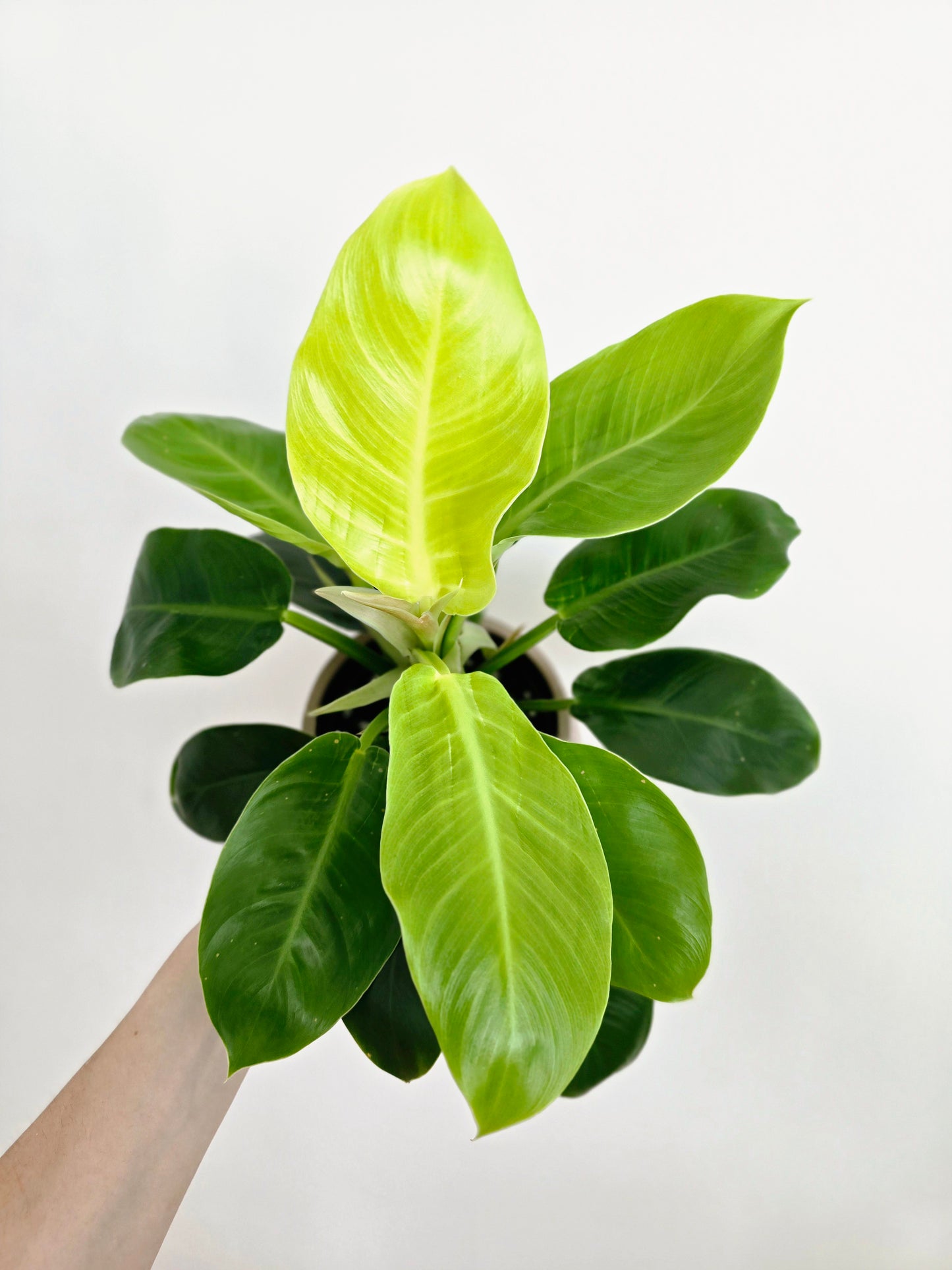 Philodendron 'Moonlight' - 125mm